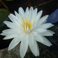 Gambar Double White ( Teratai import , Hardy waterlily ) dari angelus stores Kab. Kediri 5 Tokopedia