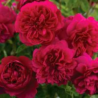Gambar Tanaman Hidup Bunga Mawar import Red Eden-ukuran dewasa-Mawar Merah dari mv-plant Kab. Bandung Barat 1 Tokopedia