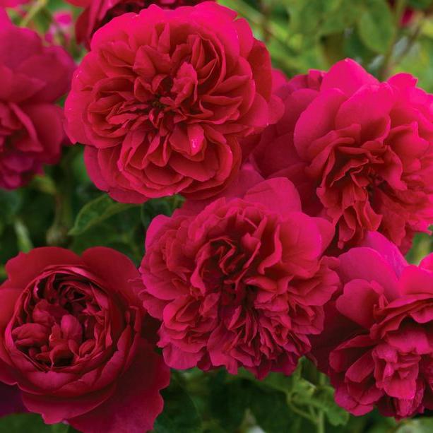 Gambar Tanaman Hidup Bunga Mawar import Red Eden-ukuran dewasa-Mawar Merah dari mv-plant Kab. Bandung Barat Tokopedia
