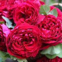 Gambar Tanaman Hidup Bunga Mawar import Red Eden-ukuran dewasa-Mawar Merah dari mv-plant Kab. Bandung Barat 2 Tokopedia