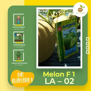 550-560 Biji-Benih Melon LA 02 F1 Tahan Virus-Sejahtera Seed