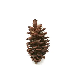 Mainan gigitan burung parrot bunga pinus