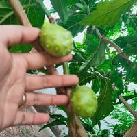 Gambar Bubuk Daun Kelor dan Mengkudu (1kg) 100% Murni dari Mustika Djamue Kab. Situbondo 1 Tokopedia