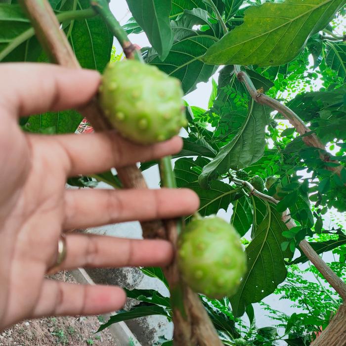 Gambar Bubuk Daun Kelor dan Mengkudu (1kg) 100% Murni dari Mustika Djamue Kab. Situbondo Tokopedia
