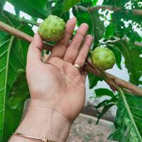 Gambar Bubuk Daun Kelor dan Mengkudu (1kg) 100% Murni dari Mustika Djamue Kab. Situbondo 5 Tokopedia