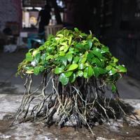 Gambar bonsai aquascape beringin 10x10 utk tank cupang plus buce mini dari Bojong aquascape Kab. Pekalongan 3 Tokopedia
