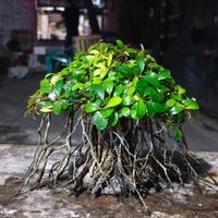 Gambar bonsai aquascape beringin 10x10 utk tank cupang plus buce mini dari Bojong aquascape Kab. Pekalongan 2 Tokopedia