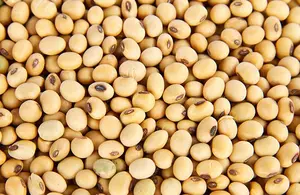 KACANG KEDELAI IMPORT USA 1 KG