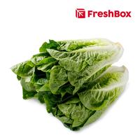 Gambar Lettuce Romaine 1 Kg FreshBox dari Freshbox Indonesia Kota Tangerang 1 Tokopedia
