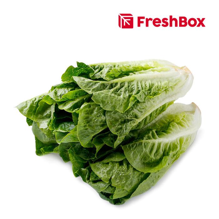 Gambar Lettuce Romaine 1 Kg FreshBox dari Freshbox Indonesia Kota Tangerang Tokopedia
