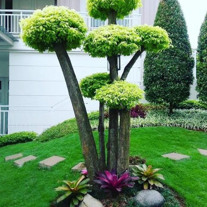 Jual tanaman bonsai anting putri tinggi 1-2 meter bonsai taman -  1,5m-2meter - Kab. Bogor - Gita Rosalia Store95 | Tokopedia