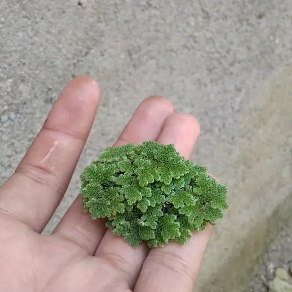 Tanaman Air - Azolla Microphylla