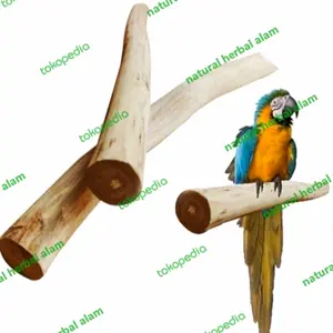 tangkringan burung macau kaka tua kayu kopi