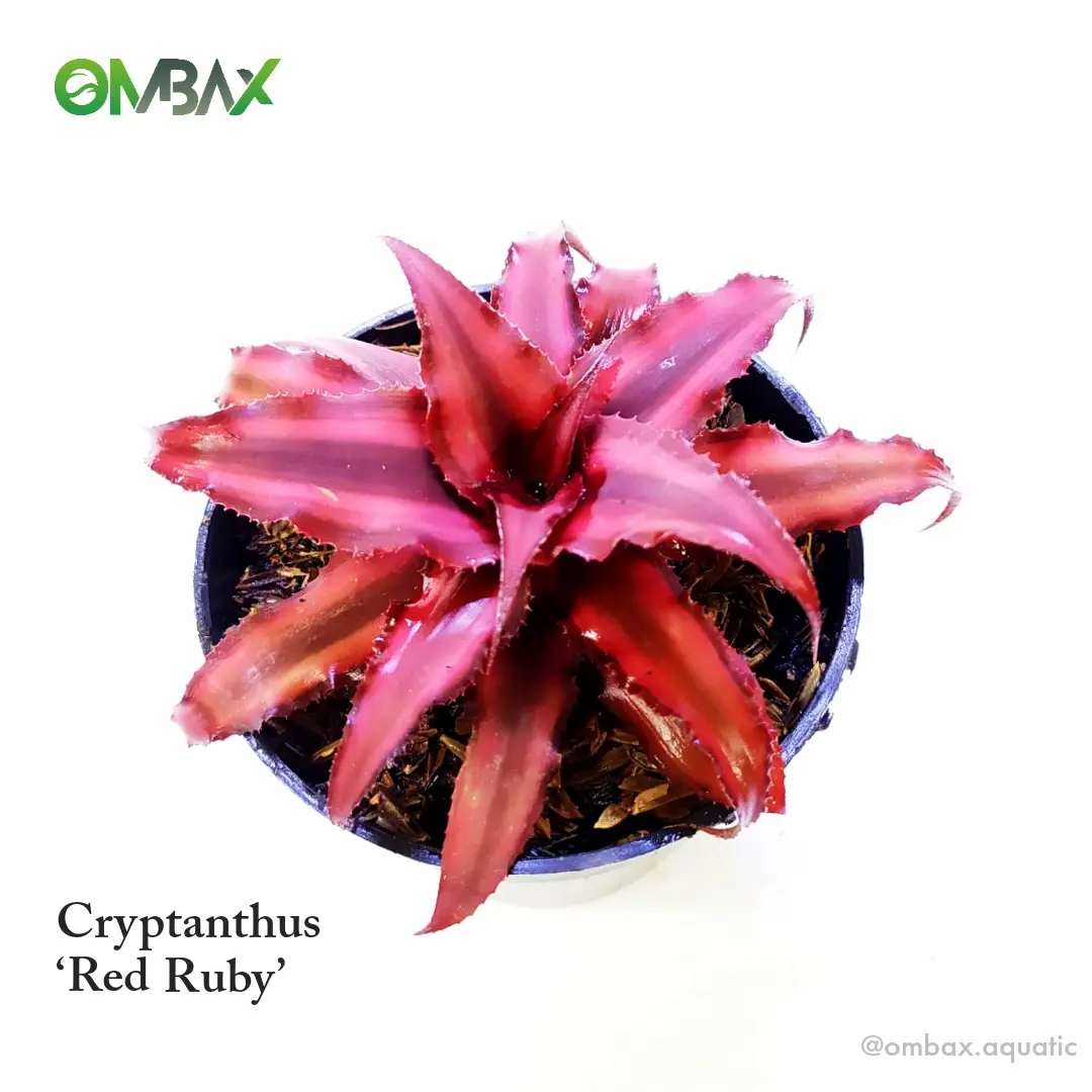 cryptanthus merah / Red Ruby - tanaman Paludarium & Terrarium