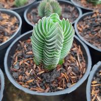 Gambar Sukulen : Crassula Budha Temple dari Under The Garden Kab. Bandung Barat 1 Tokopedia