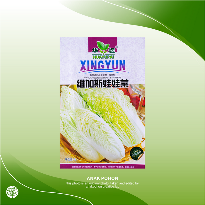 Gambar (1 PACK) Benih Sawi Putih Chinese Cabbage Seeds - Retail Pack dari Anak Pohon Kab. Sleman Tokopedia