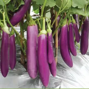 350 BUTIR BIJI/BENIH TERONG UNGU REZA Tanaman