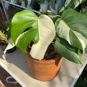 Bonggol Monstera Variegata