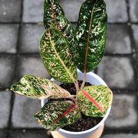 Gambar tanaman hias aglonema aglaonem donacarmen Daun dari Gita Rosalia Store95 Kab. Bogor 3 Tokopedia