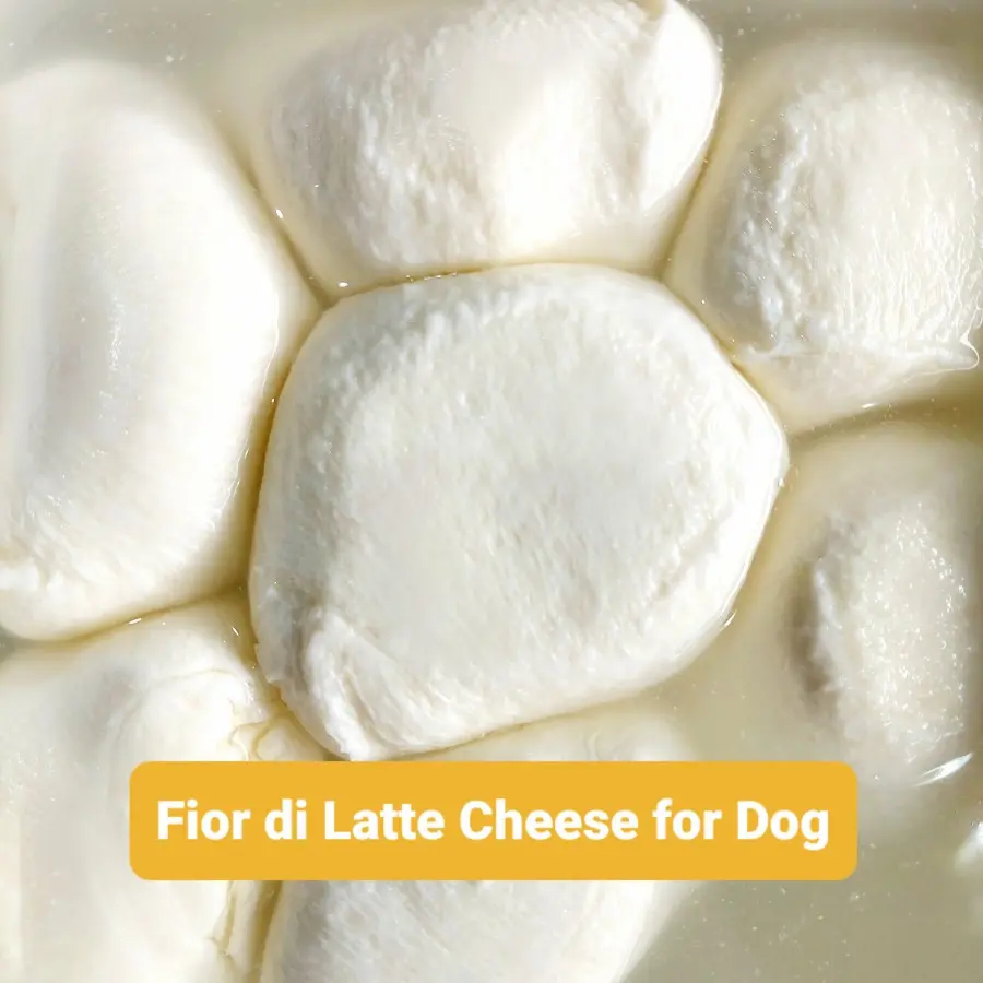 Fior di Latte Cheese For Dog Snack Food - Keju Untuk Cemilan Anjing