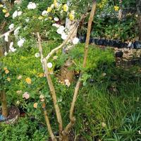 Gambar TANAMAN HIAS BONSAI LANTANA/HARUS PAKE GOJEK INSTA dari podo joyo group Kota Administrasi Jakarta Timur 3 Tokopedia