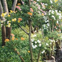 Gambar TANAMAN HIAS BONSAI LANTANA/HARUS PAKE GOJEK INSTA dari podo joyo group Kota Administrasi Jakarta Timur 4 Tokopedia