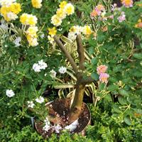 Gambar TANAMAN HIAS BONSAI LANTANA/HARUS PAKE GOJEK INSTA dari podo joyo group Kota Administrasi Jakarta Timur 2 Tokopedia