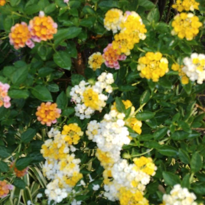 Gambar TANAMAN HIAS BONSAI LANTANA/HARUS PAKE GOJEK INSTA dari podo joyo group Kota Administrasi Jakarta Timur Tokopedia