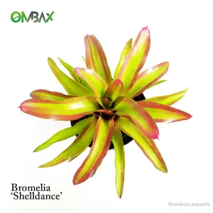 Bromelia 'Shelldance' - Tanaman Hias / Hiasan Taman / Neoregelia