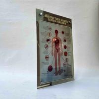 Gambar Poster Akrilik, Anatomi Tubuh Manusia, Poster Kesehatan, LAMINATING dari Sahabat Sejasa Kab. Sleman 4 Tokopedia