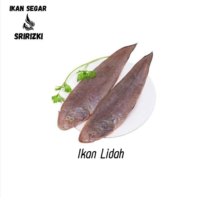 Gambar Ikan Lidah Segar Berkualitas | Ikan Segar | 1 Kilogram dari IKAN SEGAR SRIRIZKI Kota Administrasi Jakarta Selatan Tokopedia