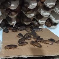 Gambar Kecoa Dubia 3-4 Cm Pakan Protein Tinggi Reptil, Burung, & Ikan dari Kinyoyproduction Kota Cimahi 2 Tokopedia