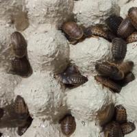 Gambar Kecoa Dubia 3-4 Cm Pakan Protein Tinggi Reptil, Burung, & Ikan dari Kinyoyproduction Kota Cimahi 3 Tokopedia