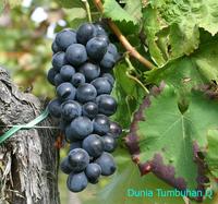 Gambar Anggur Hitam Autum Sedlees USA (Tanpa Biji 500gr) dari RAJA ALPUKAT Kota Administrasi Jakarta Timur 3 Tokopedia