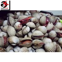 Gambar Kerang Dara Segar Grade A - 1 Kilogram JABODETABEK dari PUSAT IKAN SEGAR BosKAHFI Kota Administrasi Jakarta Selatan 1 Tokopedia