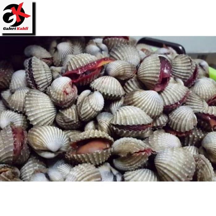 Gambar Kerang Dara Segar Grade A - 1 Kilogram JABODETABEK dari PUSAT IKAN SEGAR BosKAHFI Kota Administrasi Jakarta Selatan Tokopedia