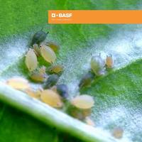 Gambar Insektisida Fastac 15 EC - 500ml dari BASF Petani Sejahtera Kota Tangerang 4 Tokopedia