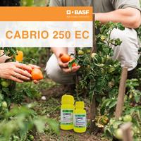 Gambar Fungisida Cabrio 250 EC - 100ml dari BASF Petani Sejahtera Kota Tangerang 2 Tokopedia