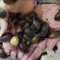 Gambar Kecoa Dubia 3-4 Cm Pakan Protein Tinggi Reptil, Burung, & Ikan dari Kinyoyproduction Kota Cimahi 1 Tokopedia