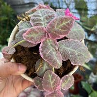 Gambar Episcia Pink Smoke Murah - Small dari TAMAN REGARU Kab. Cilacap 5 Tokopedia