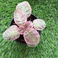 Gambar Episcia Pink Smoke Murah - Small dari TAMAN REGARU Kab. Cilacap 3 Tokopedia