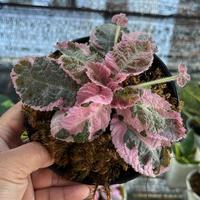 Gambar Episcia Pink Smoke Murah - Small dari TAMAN REGARU Kab. Cilacap 4 Tokopedia