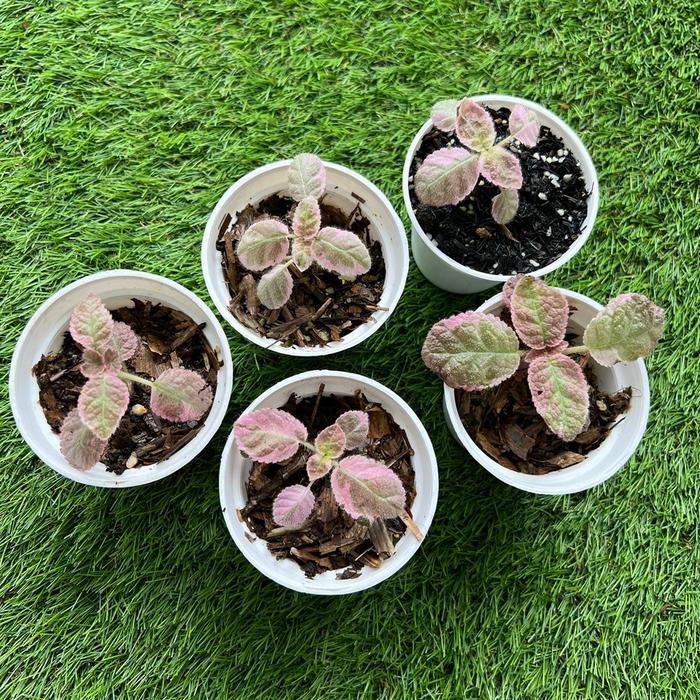 Gambar Episcia Pink Smoke Murah - Small dari TAMAN REGARU Kab. Cilacap Tokopedia