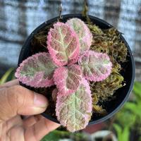 Gambar Episcia Pink Smoke Murah - Small dari TAMAN REGARU Kab. Cilacap 2 Tokopedia
