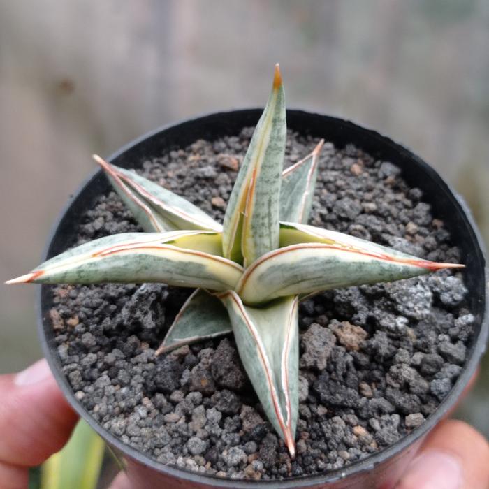 Gambar sansevieria blue clone white variegata dari Musa Plants Kab. Bandung Barat Tokopedia