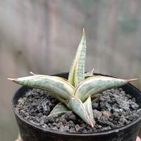 Gambar sansevieria blue clone white variegata dari Musa Plants Kab. Bandung Barat 2 Tokopedia