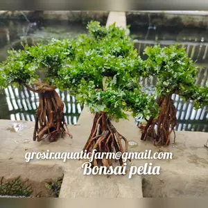 bonsai mos pelia tanaman aquascape hiasan aquarium