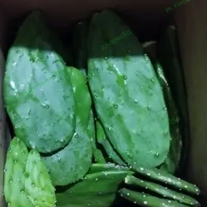 kaktus centong kura sulcata aldabra kura darat