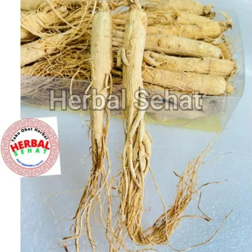 Akar Ginseng Utuh China Ren Shen Cina 1 Batang