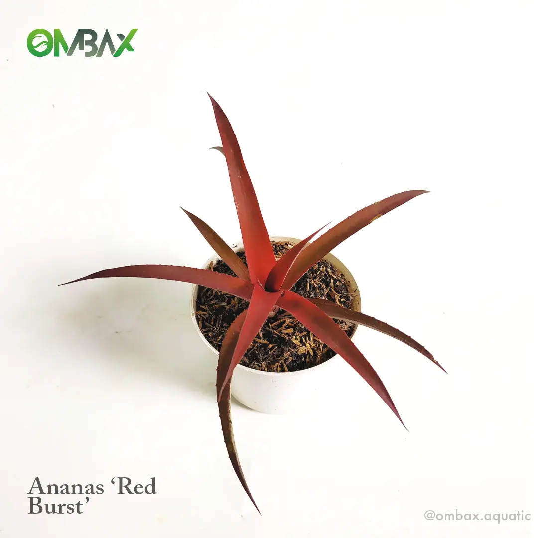 Ananas 'Red Burst' - Hiasan Taman/Nanas Merah/Paludarium